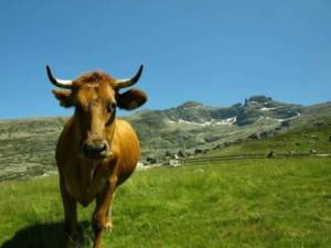 portada_memo_curavacas_2011